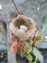 Nest with hummingbird eggs in a blackberry tree, Royalty Free Stock Photo