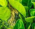 a nest on a infested box tree, buxus moth larvae, box wood plague