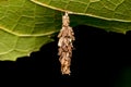 Nest of insect on leaf Royalty Free Stock Photo