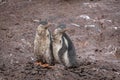 Mucky Gentoo penguin chicks, Antarctica