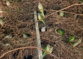 Nest of little green and blue parrots in the reserve. Beautiful tropical birds