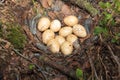 Nest of the Lyrurus tetrix, Black Grouse. Royalty Free Stock Photo