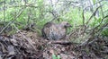 Nest of the Lyrurus tetrix, Black Grouse. Royalty Free Stock Photo