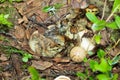 Nest of the Lyrurus tetrix, Black Grouse. Royalty Free Stock Photo