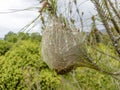 The nest made by invasive and harmful processionary insects in the branch of a pine tree