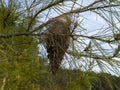 The nest made by invasive and harmful processionary insects in the branch of a pine tree