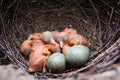 Nest of Magpie, Pica pica Royalty Free Stock Photo