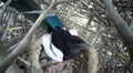 Pica pica. The nest of the Magpie Royalty Free Stock Photo