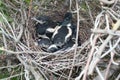 Pica pica. The nest of the Magpie Royalty Free Stock Photo