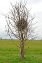 The nest of magpies on tree branches. Spring steppe. Kalmykia