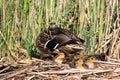 Mallard ducklings sleeping on a nest of reeds with mother duck keeping a watchful eye Royalty Free Stock Photo