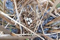 The nest of Moorhen (Gallinula chloropus)