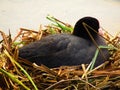 Nest with mother bird