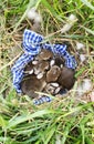 Nest of Newborn Wild Rabbits on Blue Gingham Cloth