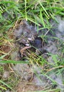 Nest of Newborn Wild Rabbits