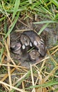 Nest of Newborn Wild Rabbits