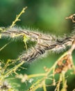 Nest oak processionary caterpillar Thaumetopoea processionea in an oak tree. Poisonous hairs are dangerous for human