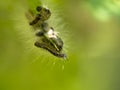 Nest oak processionary caterpillar Thaumetopoea processionea in an oak tree. Poisonous hairs are dangerous for human