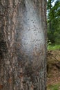 Nest of Oak processionary caterpillars