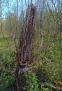 a nest on an old decrepit stump