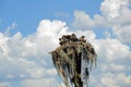 Nest of Osprey and Fledglings on Channel Marker