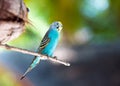 Nest out of focus and a shell parakeet on a branch