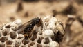 Nest of paper wasp Royalty Free Stock Photo