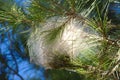 Nest of pine processionary moth on a branch