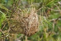 Nest of pine processionary moth on a branch