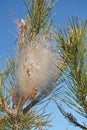 Nest of pine processionary