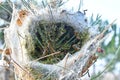 The nest of Pine processionary with the caterpillars in evidence