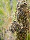 Nest of poisonous caterpillars of pine processionary (Thaumetopoea pityocampa