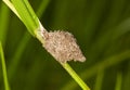 Nest of Potters Wasp