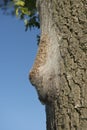 Nest with Processionary caterpillars hanging on a aok tree outside on a blue sky during a summer day Royalty Free Stock Photo
