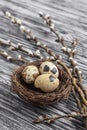 Nest with quail eggs and willow seals