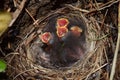 Rare critically endangered Idaho baby birds 