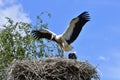 On the nest ready for outbound flightBiskupice village in Czech republic Royalty Free Stock Photo