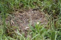 Mallard duck nest eggs plundered by raccoon predator, Georgia USA