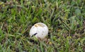 Mallard duck nest eggs plundered by raccoon predator, Georgia USA Royalty Free Stock Photo