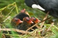 A nest on the river containing cute baby Coots Fulica atra.