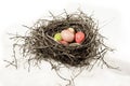 Nest with robins eggs Royalty Free Stock Photo