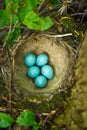 Nest of Song Thrush (Turdus philomelos ). Royalty Free Stock Photo
