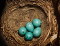 Nest of Song Thrush (Turdus philomelos ). Royalty Free Stock Photo