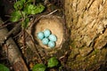 Nest of Song Thrush (Turdus philomelos ). Royalty Free Stock Photo