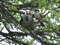 The Nest: Southern White Crowned Shrike Eurocephalus anguitimens IMG_2574, captured in the, Kruger National Park, South Africa