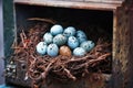 nest with speckled eggs in a rusty old mailbox