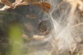 Nest spider in its spider web in a bush with reflections of sunlight