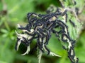 Black caterpillars of the Peacock butterfly Aglais io aka Inachis io on nettle.