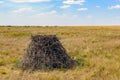 Nest of Steppe eagle or Aquila nipalensis