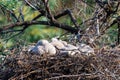 Nest of Steppe eagle or Aquila nipalensis with small nestlings Royalty Free Stock Photo